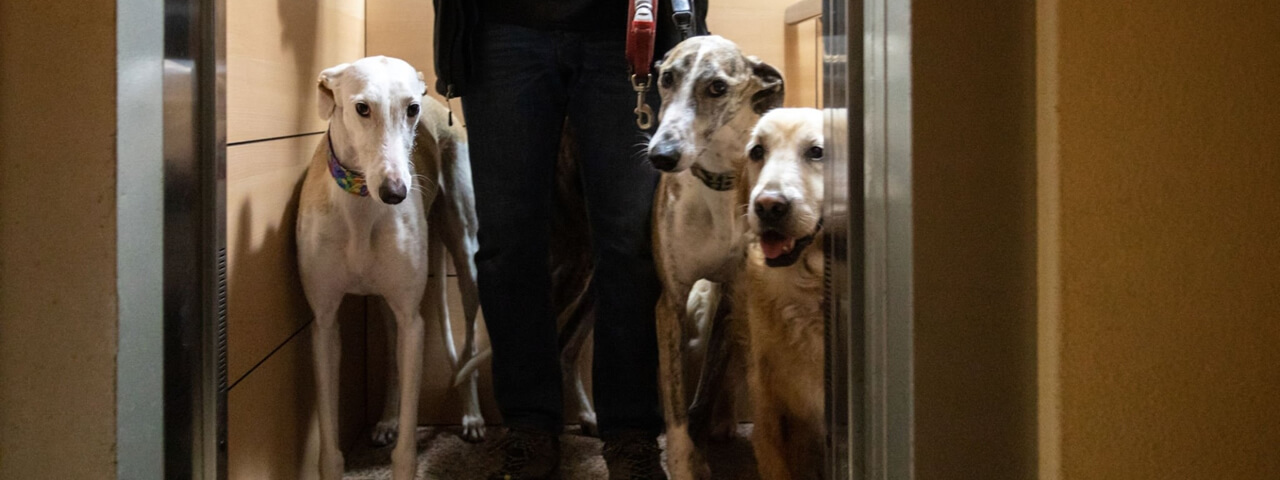 Cachorros no elevador